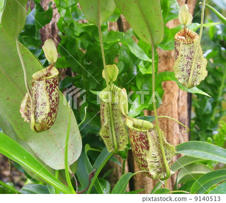 Green Nepenthes 9140513