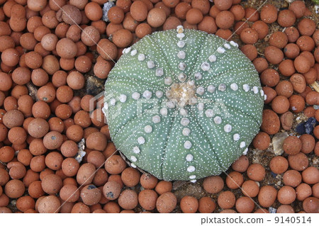 Pillow cactus 9140514