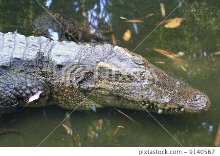 crocodile head 9140567
