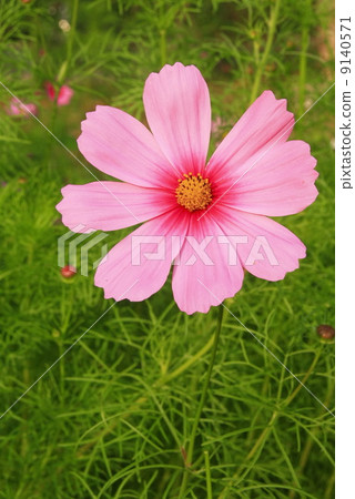 one cosmos pink flower in garden one cosmos pink flower in garden 9140571