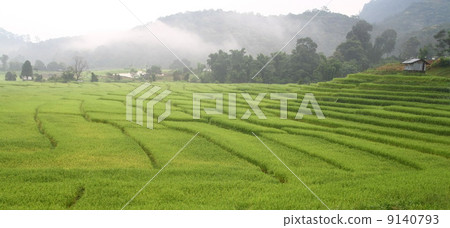 Terraced rice fields with mist view i, Thailand 9140793