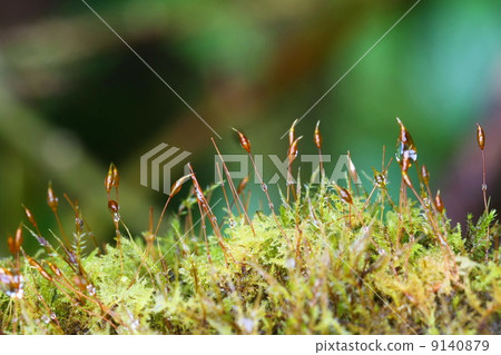 moss in forest, Thailand 9140879