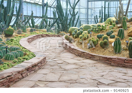 Walkway and cactus garden 9140925