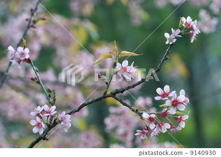 cherry blossom, Chiang Mai, Thailand 9140930