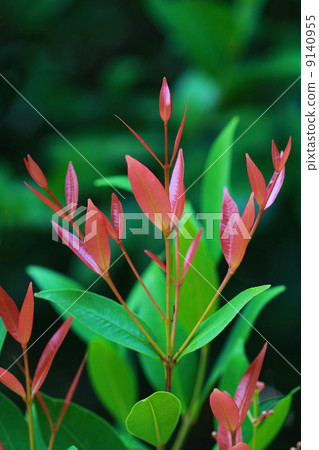 red leaf, tea leaf red leaf, tea leaf 9140955