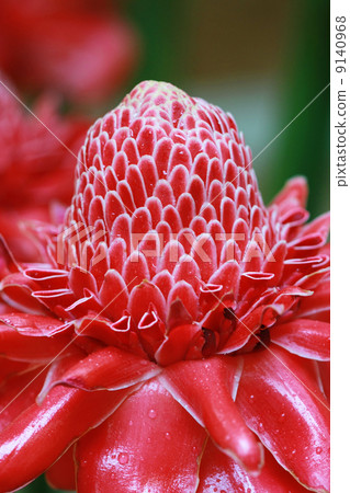 etlingera elatior flower 9140968