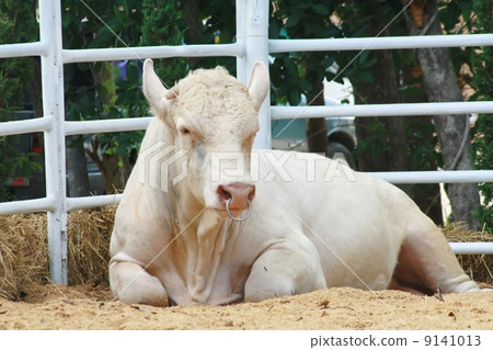 Charolais cow 9141013