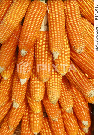 corn background 9141015