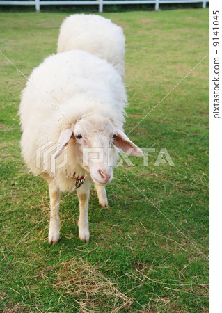 two cute sheep in field two cute sheep in field 9141045