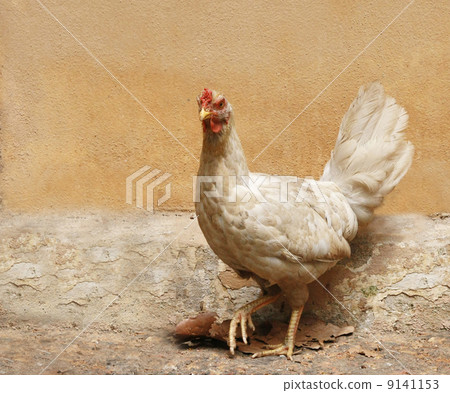 Chicken with ruin wall Chicken with ruin wall 9141153