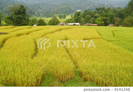 Terraced rice fields view, Thailand 9141248