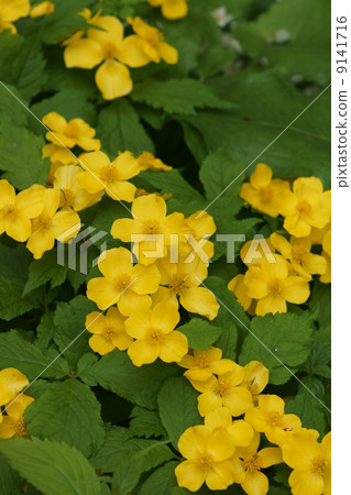 它類似於Yamabuki Yamabuki,但它有4個花瓣。 它類似於Yamabuki Yamabuki,但它有4個花瓣。 9141716