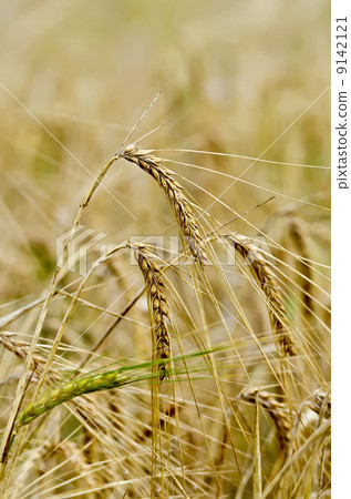 Rye ears on field background 9142121