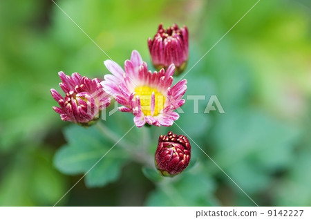 菊花 菊花 9142227