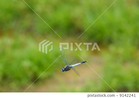Flight of Shicharatombo 9142241
