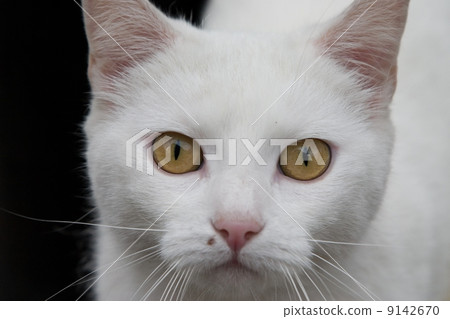 White cat White cat 9142670