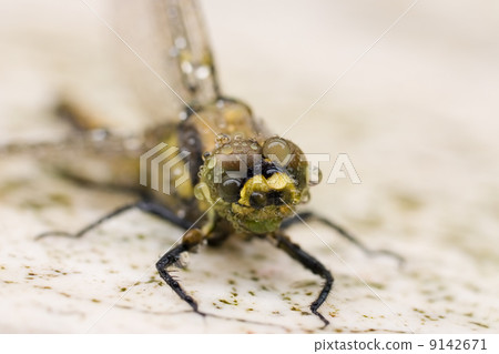 Wet dragonfly (macro) Wet dragonfly (macro) 9142671