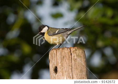 Great tit (the Netherlands) Great tit (the Netherlands) 9142672