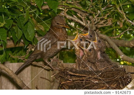 Blackbird nest Blackbird nest 9142673
