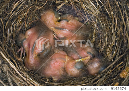Nest with 4 young blackbirds (the Netherlands) Nest with 4 young blackbirds (the Netherlands) 9142674