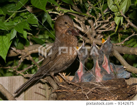 Blackbird nest Blackbird nest 9142675