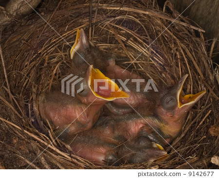 Blackbird nest Blackbird nest 9142677