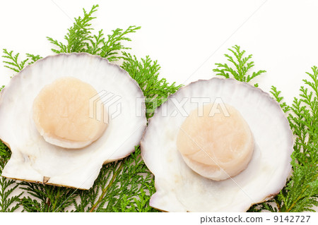 Scallop shell with shell 9142727