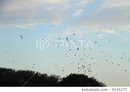 A crowd of dance flying at the edge of the mountain A crowd of dance flying at the edge of the mountain 9143277