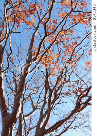 A celadon red leaves 9143340