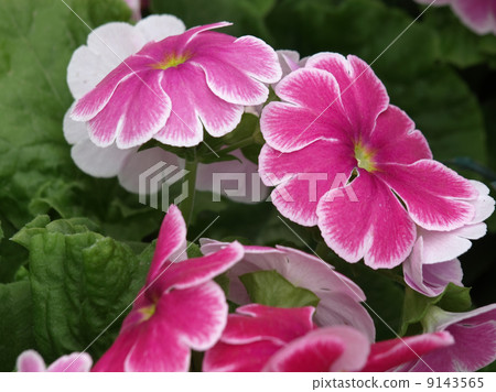 報春花·Obconica 9143565