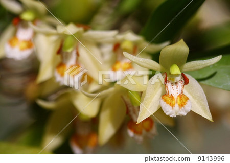 close up green orchid, Thailand  9143996