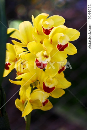 Yellow cymbidium ,orchid Yellow cymbidium ,orchid 9144031