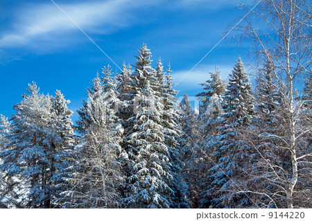 winter landscape with the forest 9144220