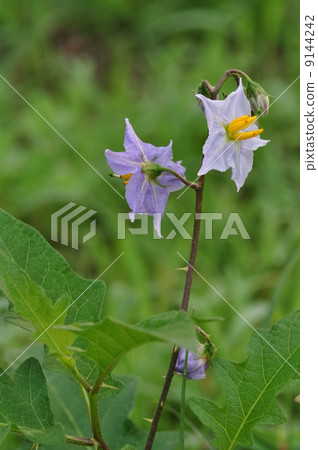 華納索比 華納索比 9144242