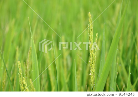 水稻種植 9144245