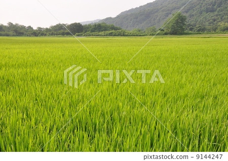 Rice cultivation 9144247