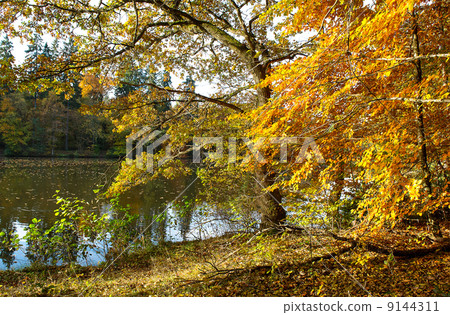 beautiful autumn forest landscape beautiful autumn forest landscape 9144311