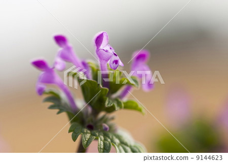 Lamium amplexicaule 9144623