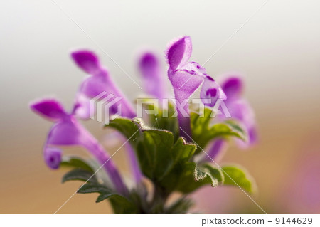 Lamium amplexicaule Lamium amplexicaule 9144629