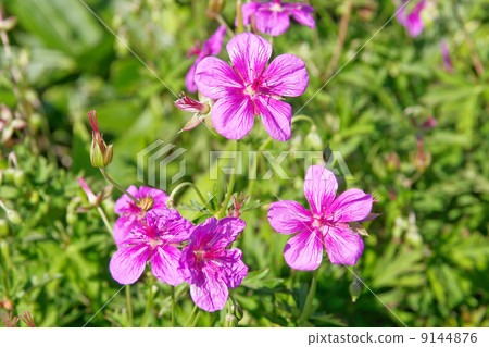 淺間風郎 9144876