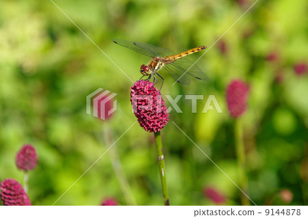 阿庫雷尼和紅蜻蜓 9144878