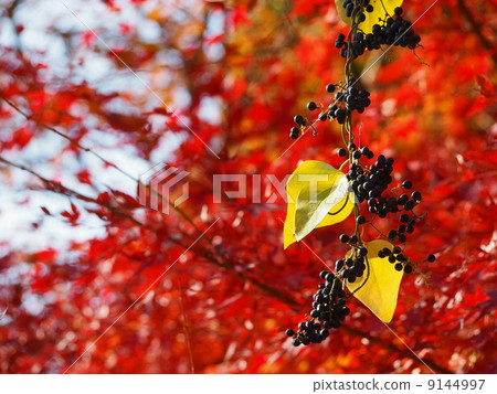 Blue conflict and autumn leaves 9144997