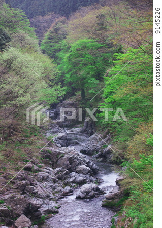 Fresh green Akigawa 9145226