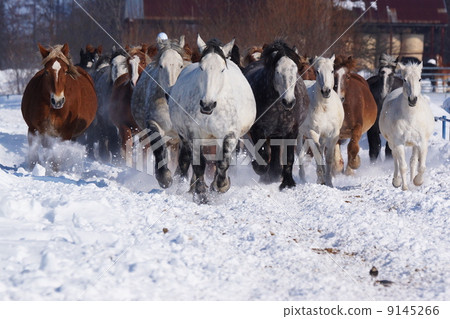 穿過北海道的雪原 9145266