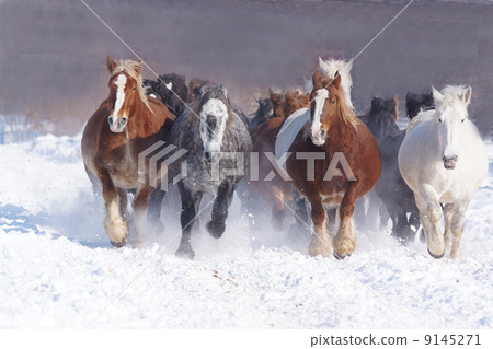穿過北海道的雪原 9145271