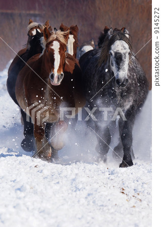 Run through the snowy field of Hokkaido 9145272