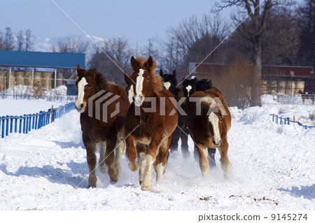 Run through the snowy field of Hokkaido 9145274