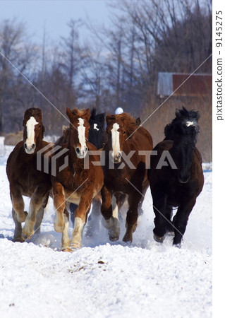 Run through the snowy field of Hokkaido 9145275