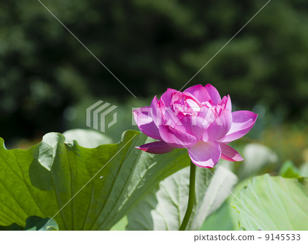 A lotus A lotus 9145533