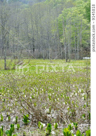 Mizuba show of the Omuta Flower Nature Park Mizuba show of the Omuta Flower Nature Park 9145818